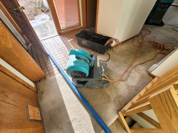 Best Mold removal after water damage  in Darien, GA