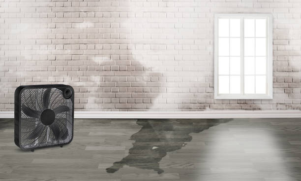 Best Water damage restoration company  in Darien, GA